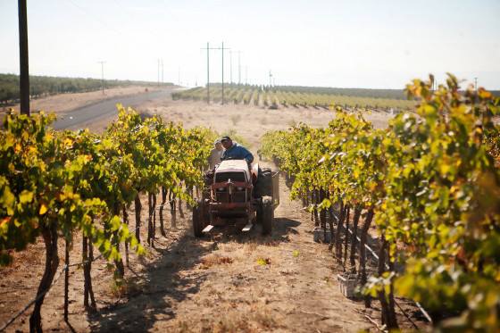 Northwest Wine Harvest: Celebrating the Season from Oregon to Canada