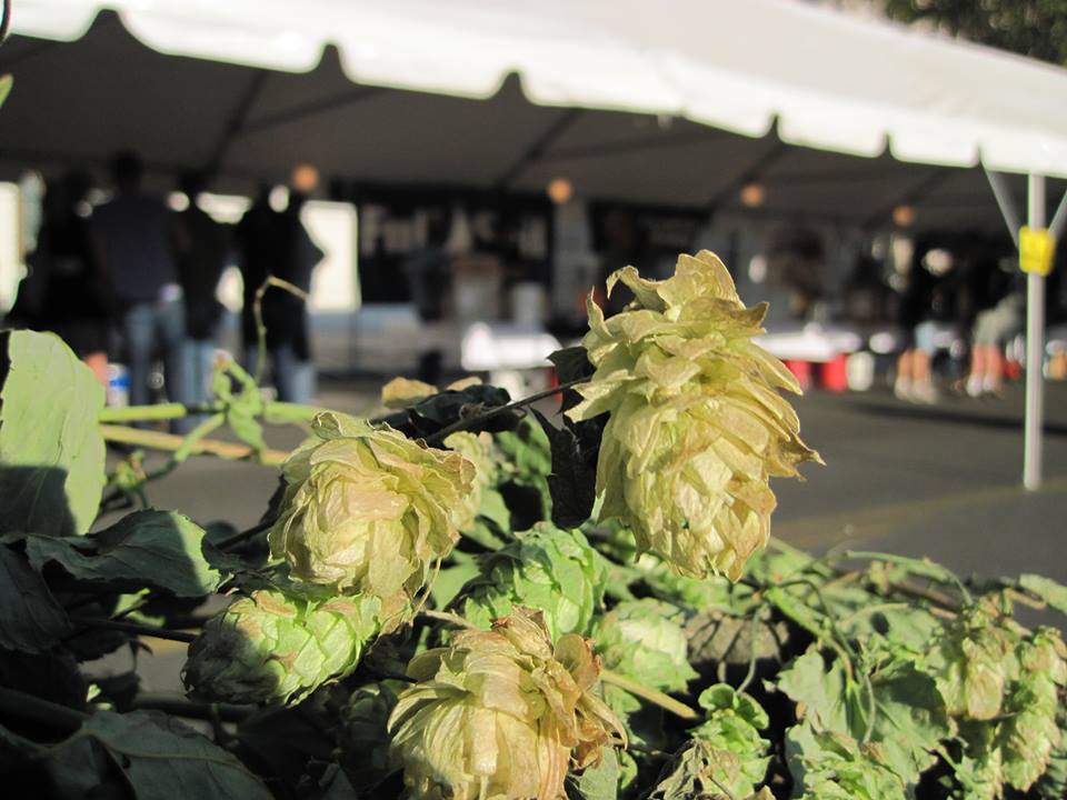Fresh Hops Are Here