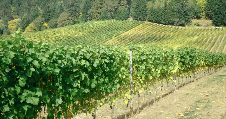 2015 Oregon Wine Month