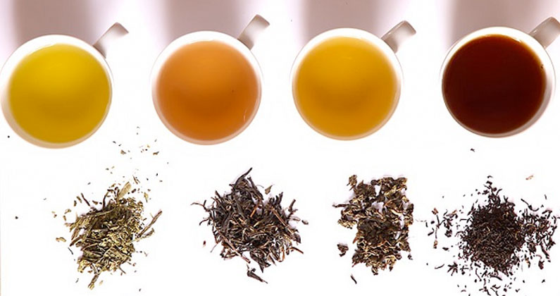 We Dig: Tasting the Teas of the PNW