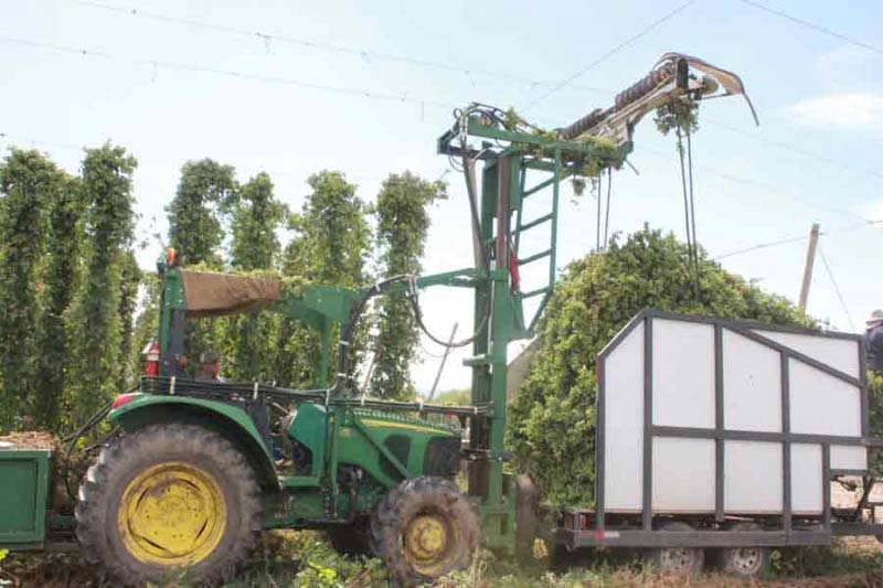 hop harvest, a top-cutter at work.