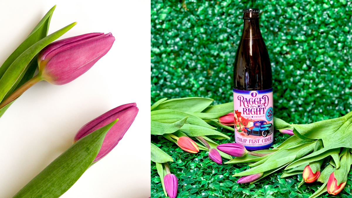 Ragged and Right Cider Announces Release of Tulip Cider