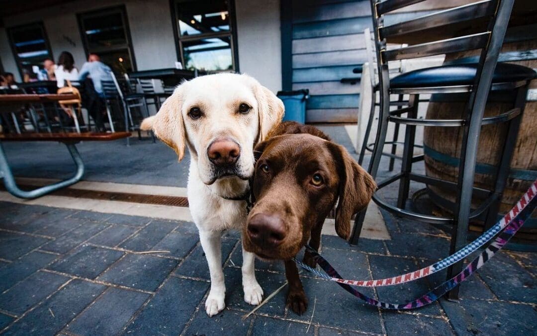 Top 5 Dog Friendly Northwest Drinking Destinations
