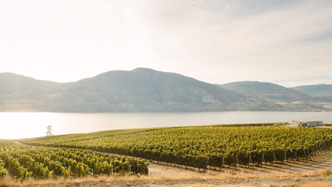 BC WINE INDUSTRY WELCOMES TEMPORARY SUPPORT FOR VINTAGE 2024