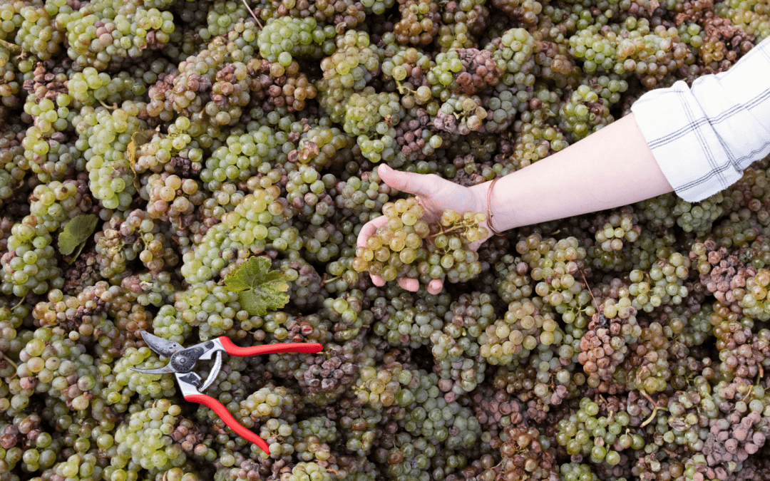 In the Land of Pinot, Don’t Overlook the Riesling 