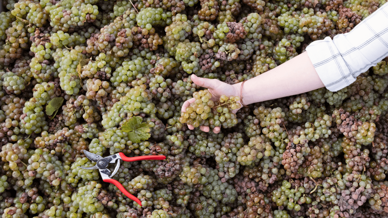 In the Land of Pinot, Don’t Overlook the Riesling 