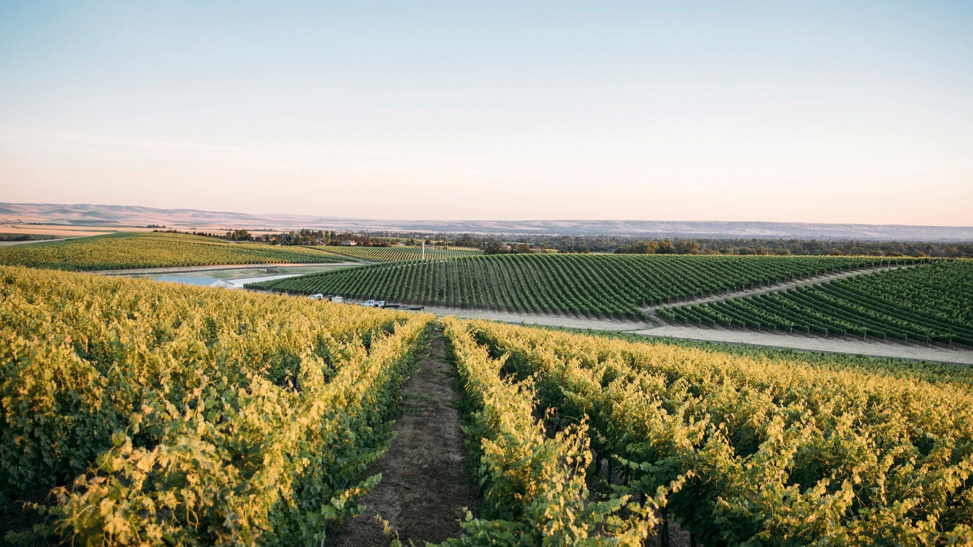 Washington Wine