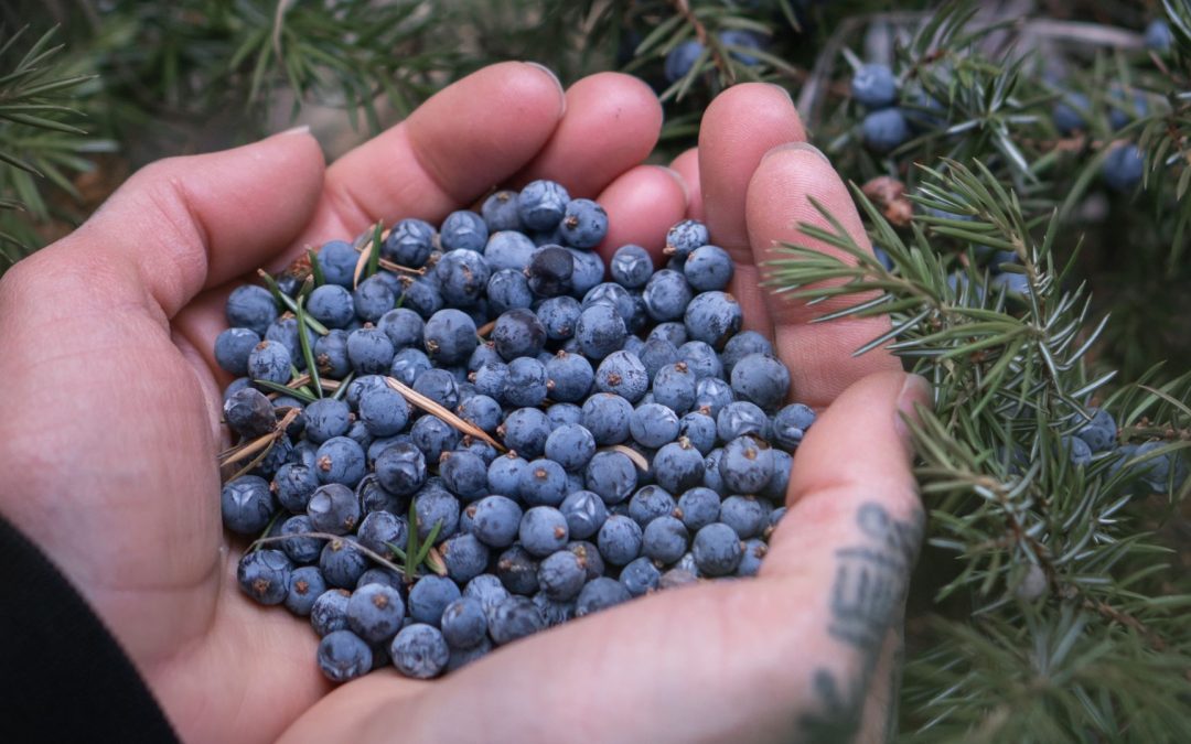 BC Spirits: Regional Flavors, One Sip at a Time!