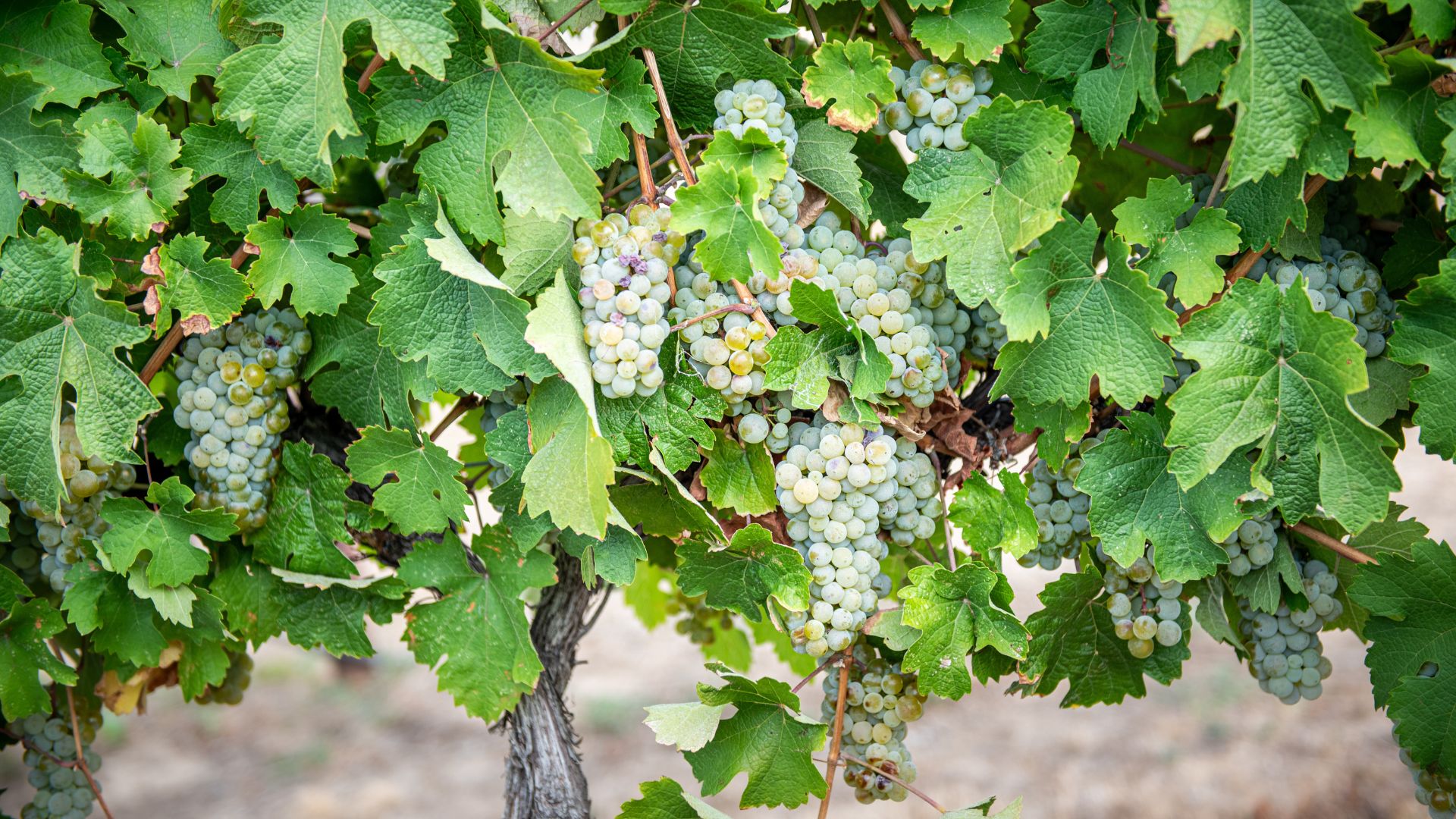 Photo by Idaho Wine Commission