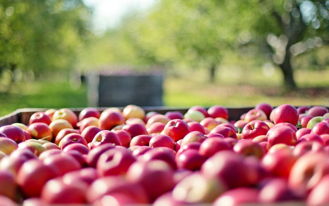 American Cider Association Launches Capital Campaign to Elevate Cider Nationwide, Backed by Schilling Cider