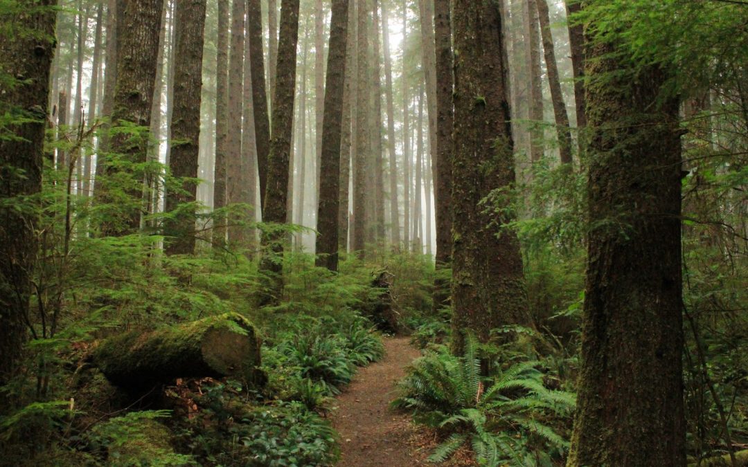 Hike to Happy Hour: Trails That Pair with Northwest Pours