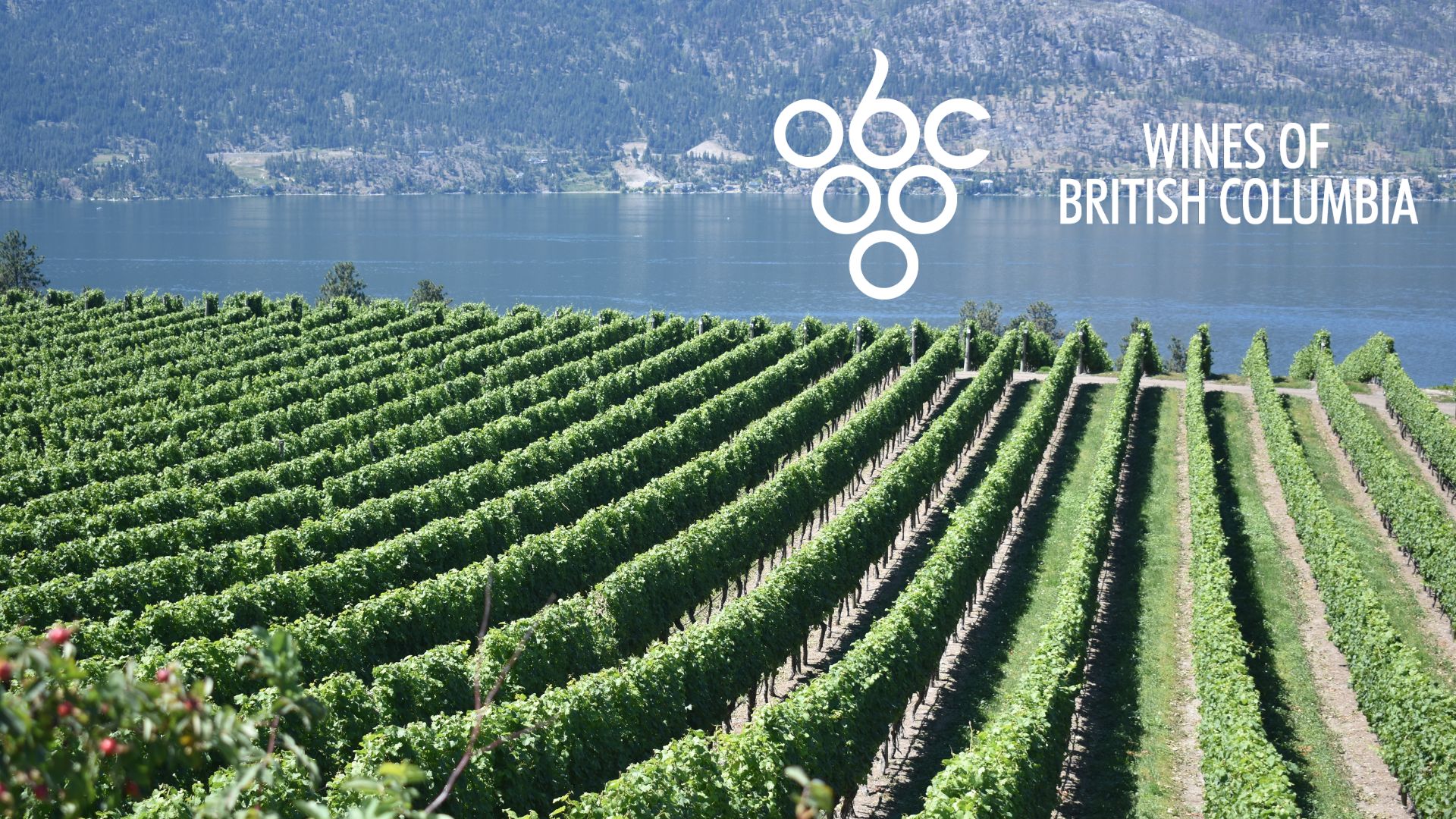 BCWine (1)
