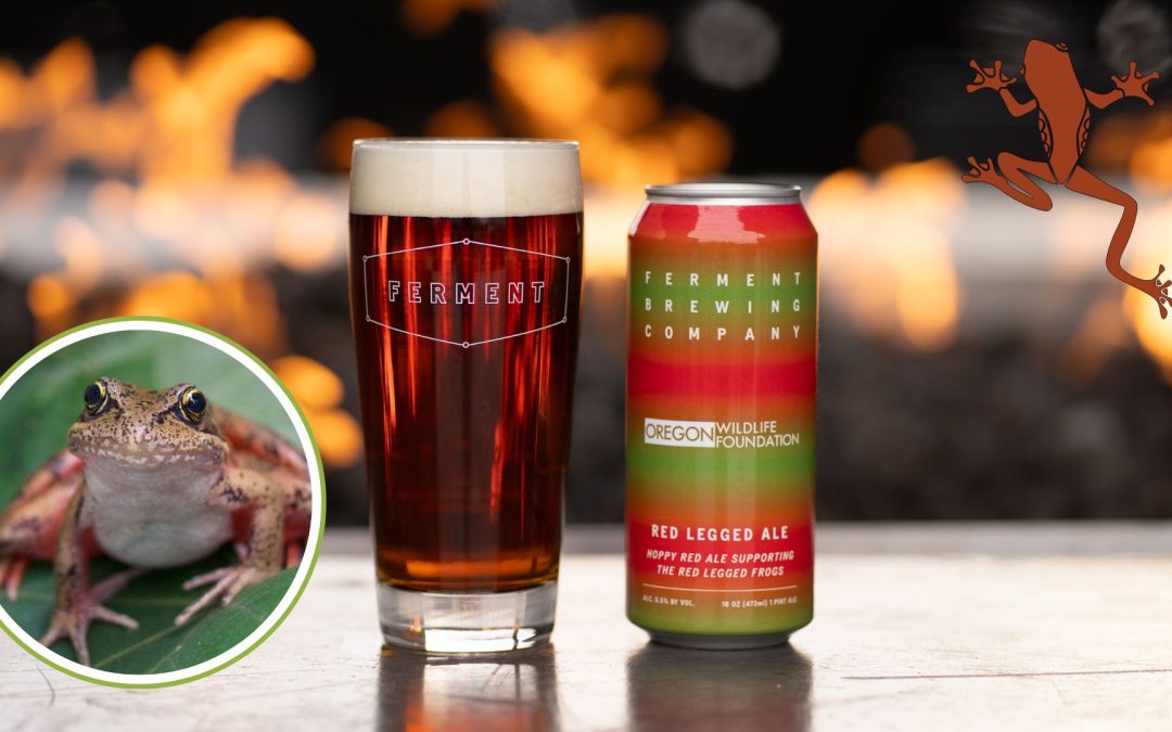 Hoppy trails: Ferment and Oregon Wildlife Foundation raise a glass to red-legged frog rescues