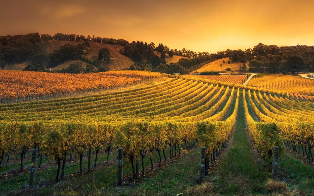 Women Shaping the Future of the Columbia Gorge Wine Scene