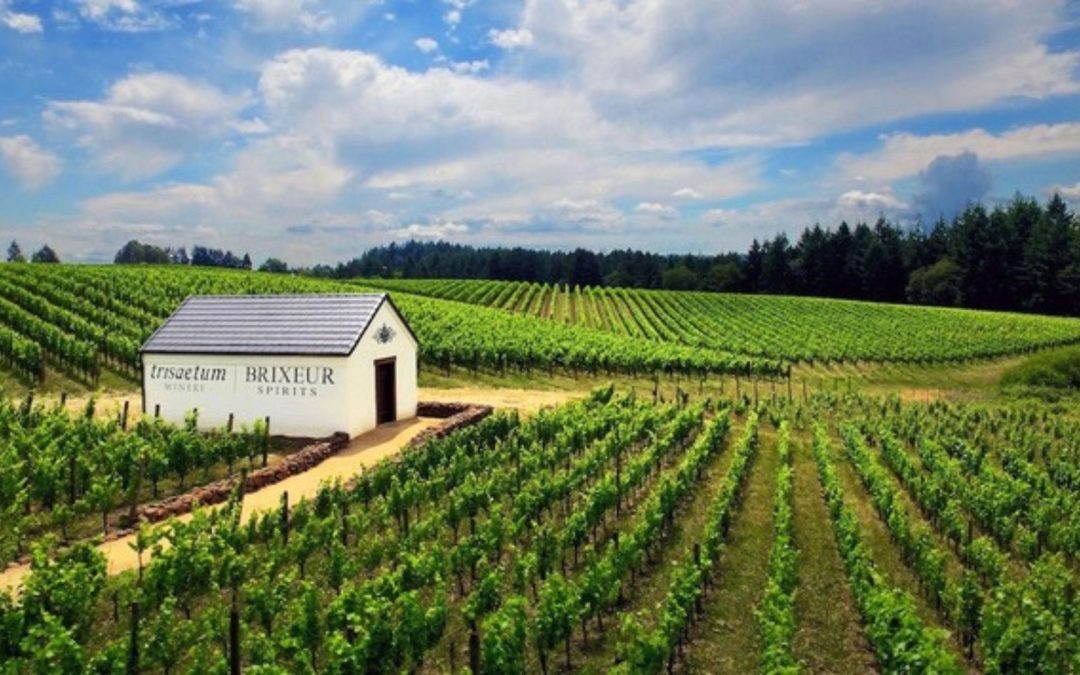 Bees and botanicals form the backbone of  Trisaetum Winery and Brixeur Spirits