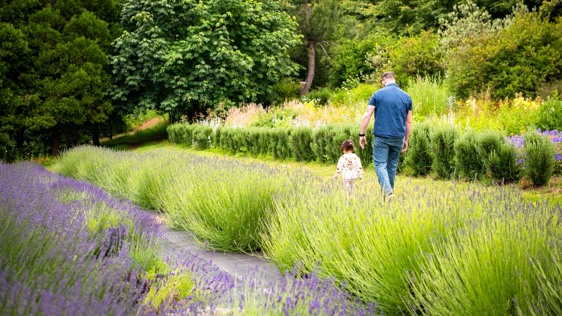 Lavender Festival