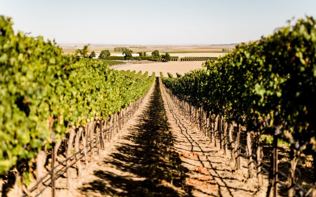 Quilceda Creek Acquires Full Ownership of Historic Champoux Vineyard