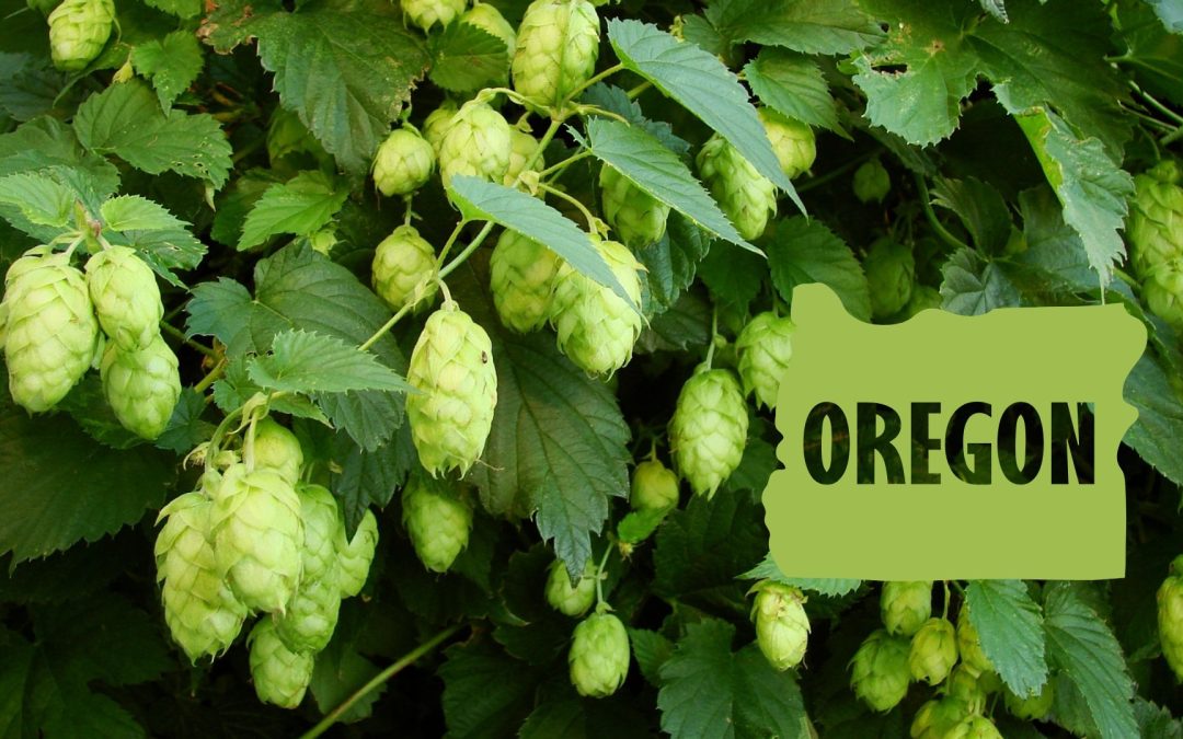 Oregon Hop Growers See Fantastic Quality in 2026
